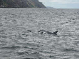 Imagem de Tursiops Gervais 1855