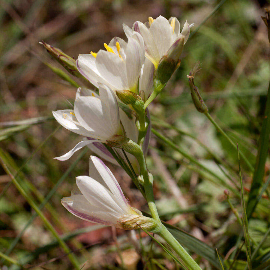 Image of Geissorhiza imbricata subsp. imbricata