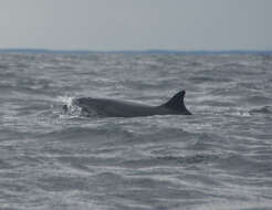 Imagem de Tursiops Gervais 1855