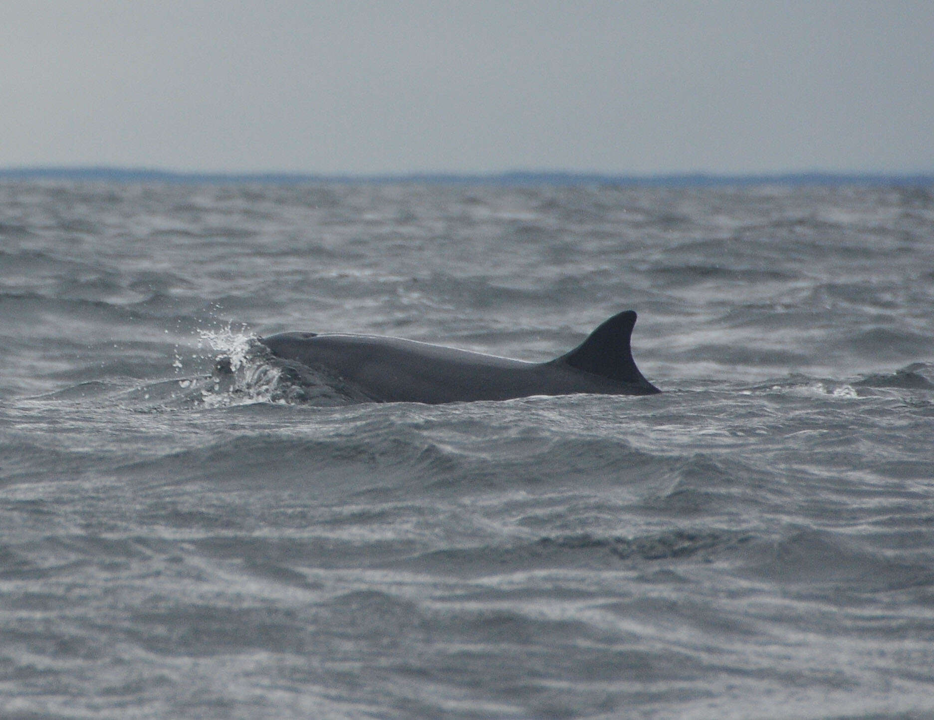 Imagem de Tursiops Gervais 1855