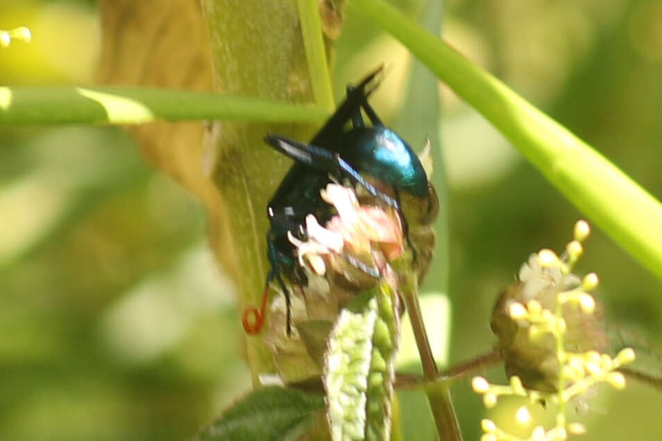 Image of Pepsis ruficornis (Fabricius 1775)