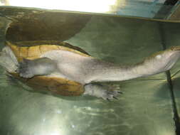 Image of New Guinea Snake-necked Turtle