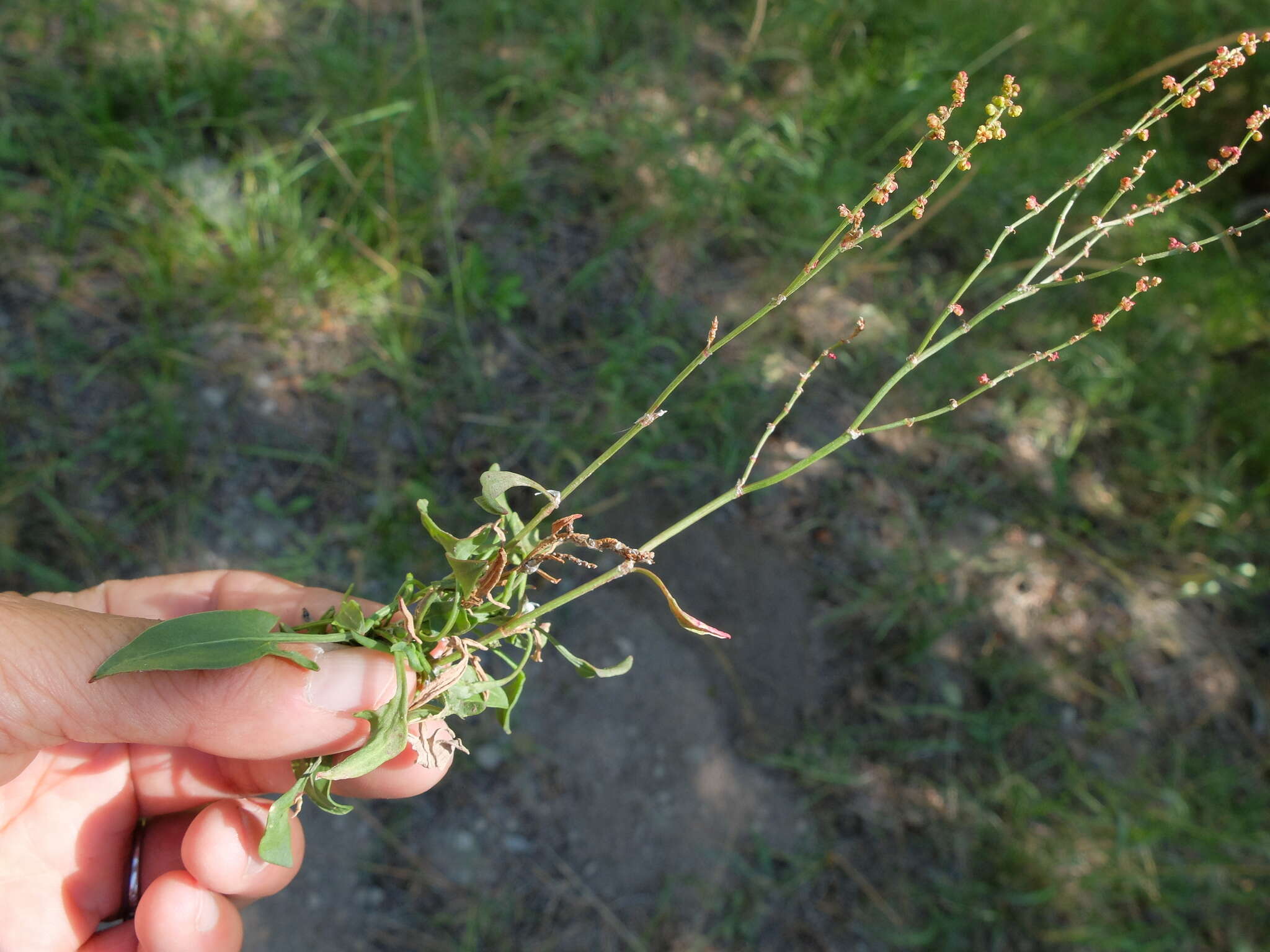 Plancia ëd Rumex acetosella L.