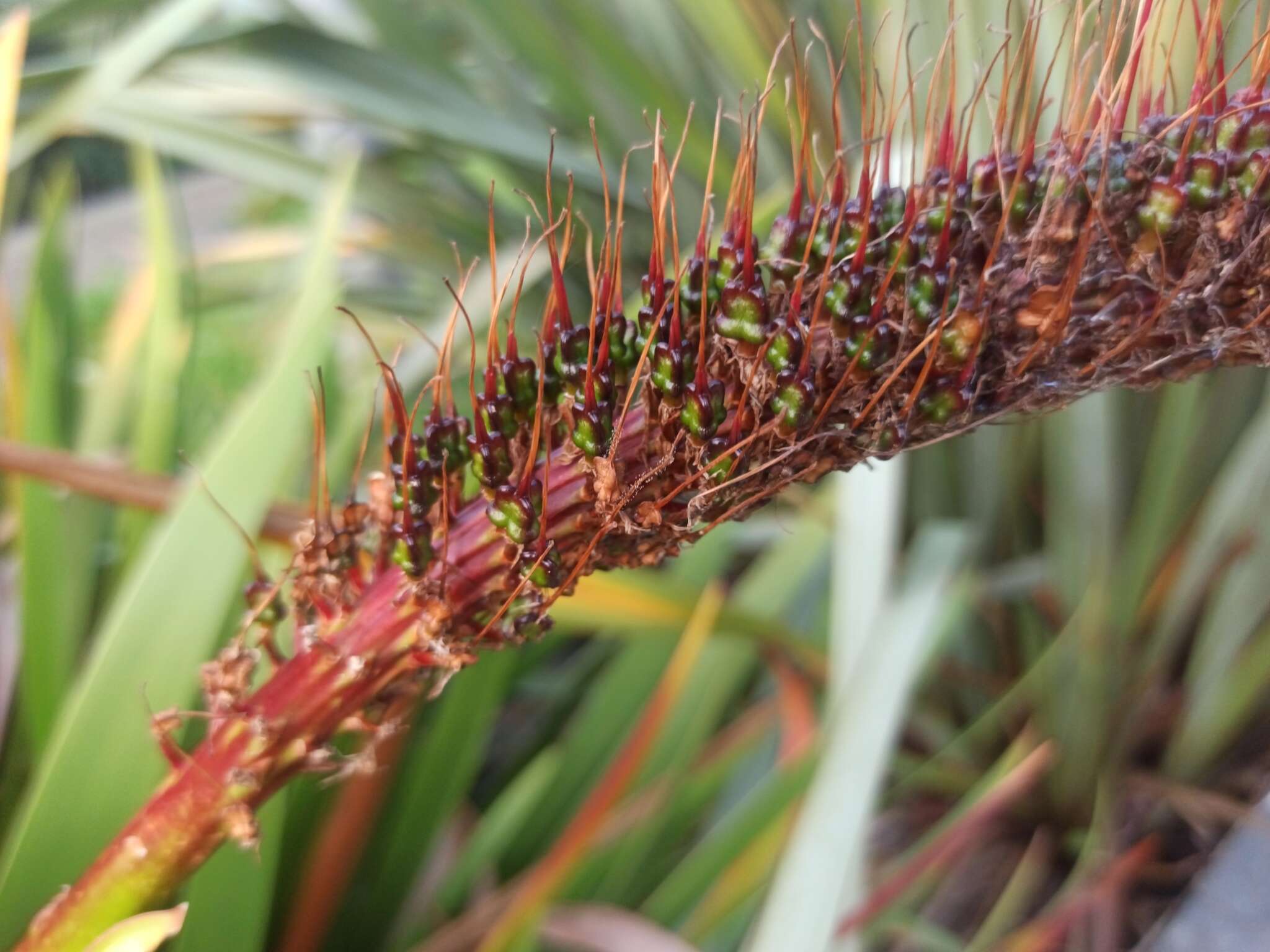 Image de Xeronemataceae