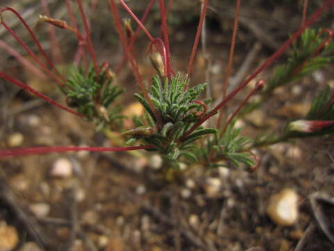 Image of Oxalis confertifolia (Kuntze) Knuth