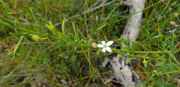 Image of Philotheca queenslandica (C. T. White) P. I. Forst.