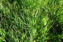 Image of blue moor grass