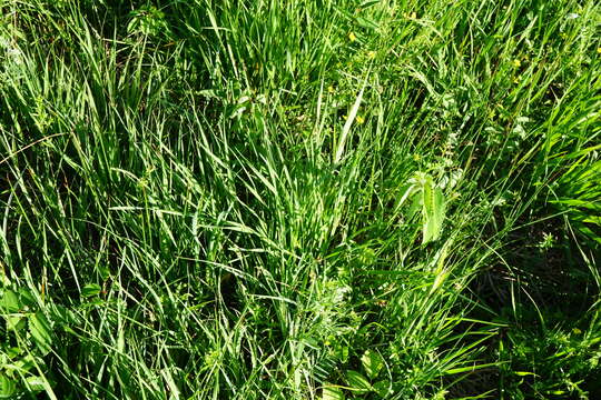 Imagem de Sesleria caerulea (L.) Ard.