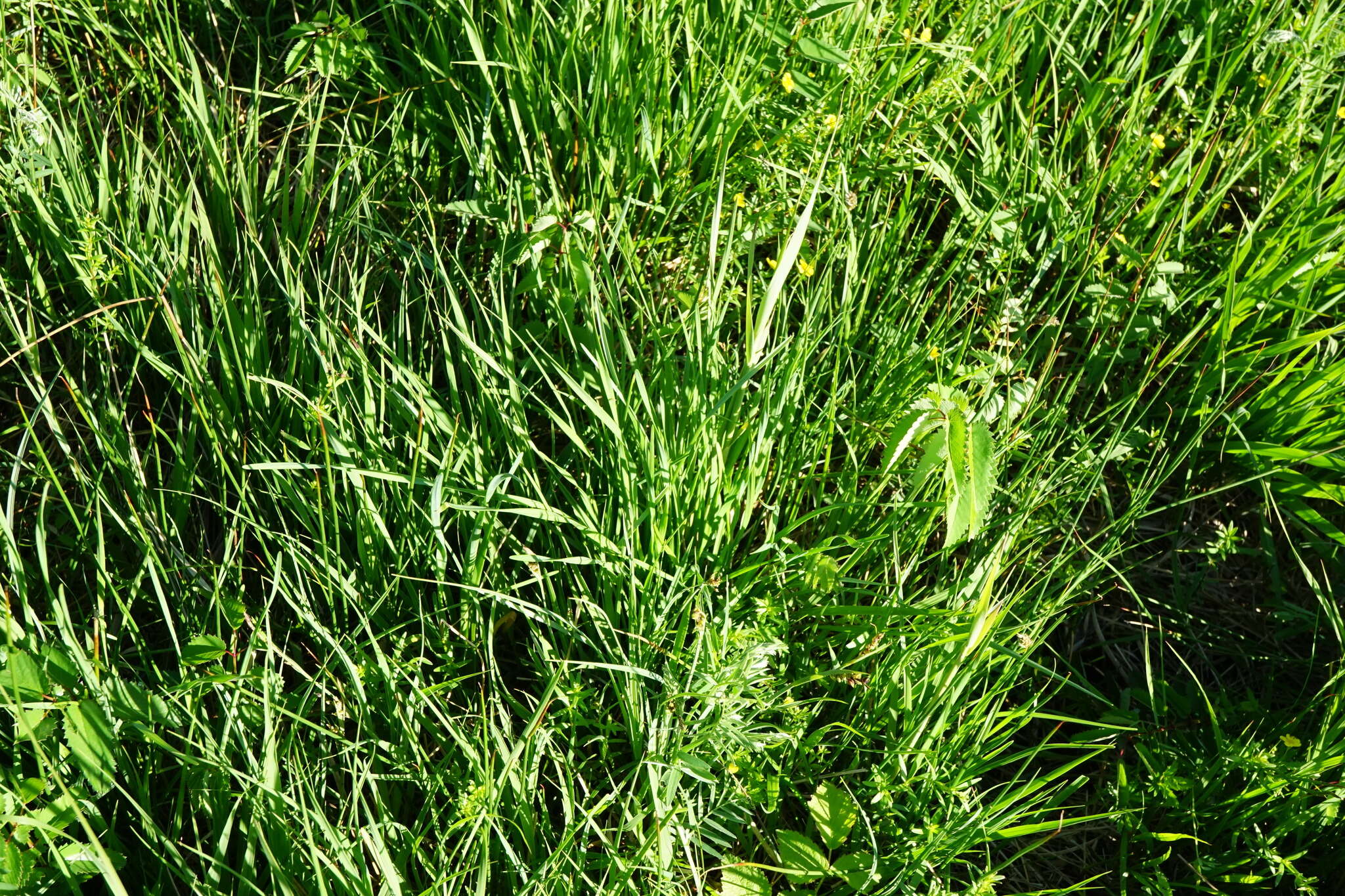 Image of blue moor grass