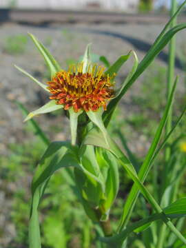 Image of Tragopogon sibiricus Ganesh.