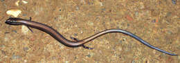 Image of Lined Supple Skink