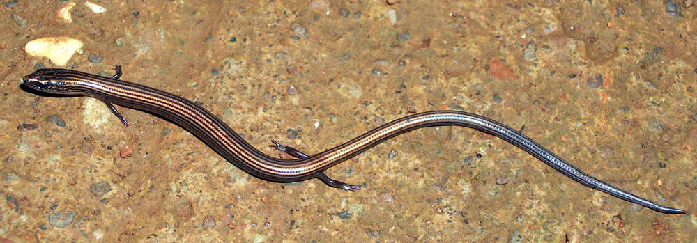 Image of Lined Supple Skink