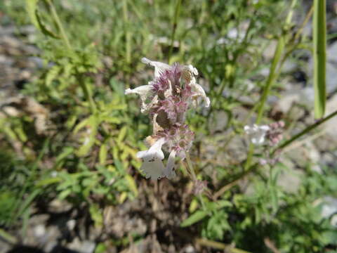 Nepeta nepetella L. resmi