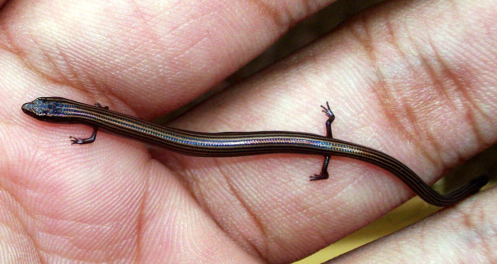 Image of Lined Supple Skink