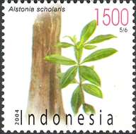 Plancia ëd Alstonia scholaris (L.) R. Br.