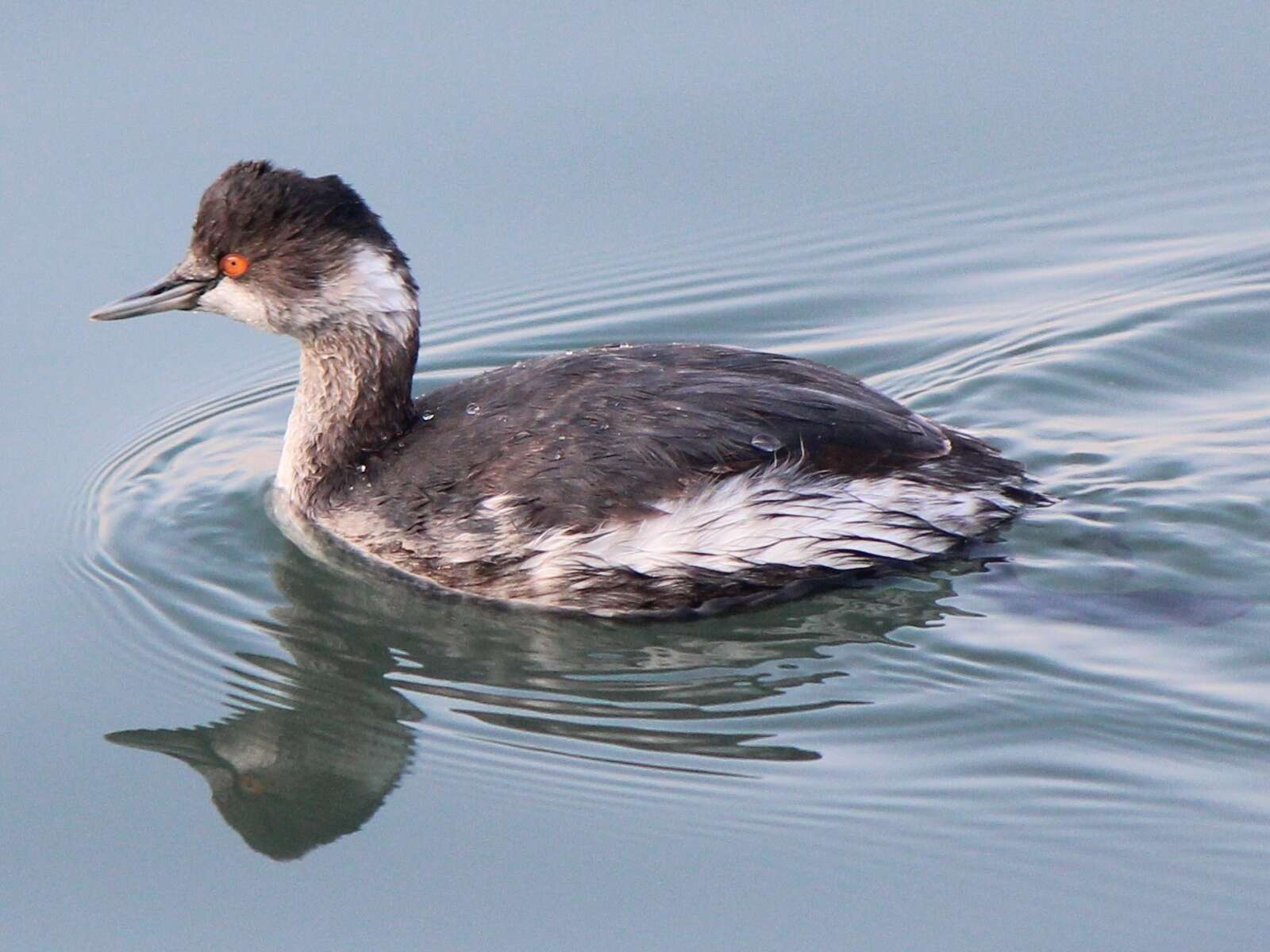 Image of Podiceps Latham 1787