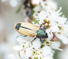 Image of Castiarina fossoria (Carter 1927)