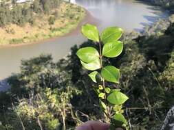 Sivun Backhousia myrtifolia Hook. & Harv. kuva