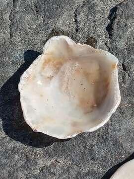 Image of Argentine flat oyster