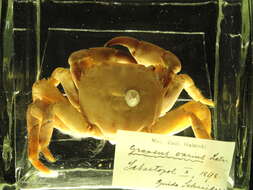 Imagem de Pachygrapsus marmoratus (Fabricius 1787)