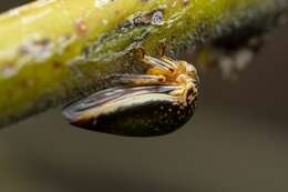 Image of Treehopper