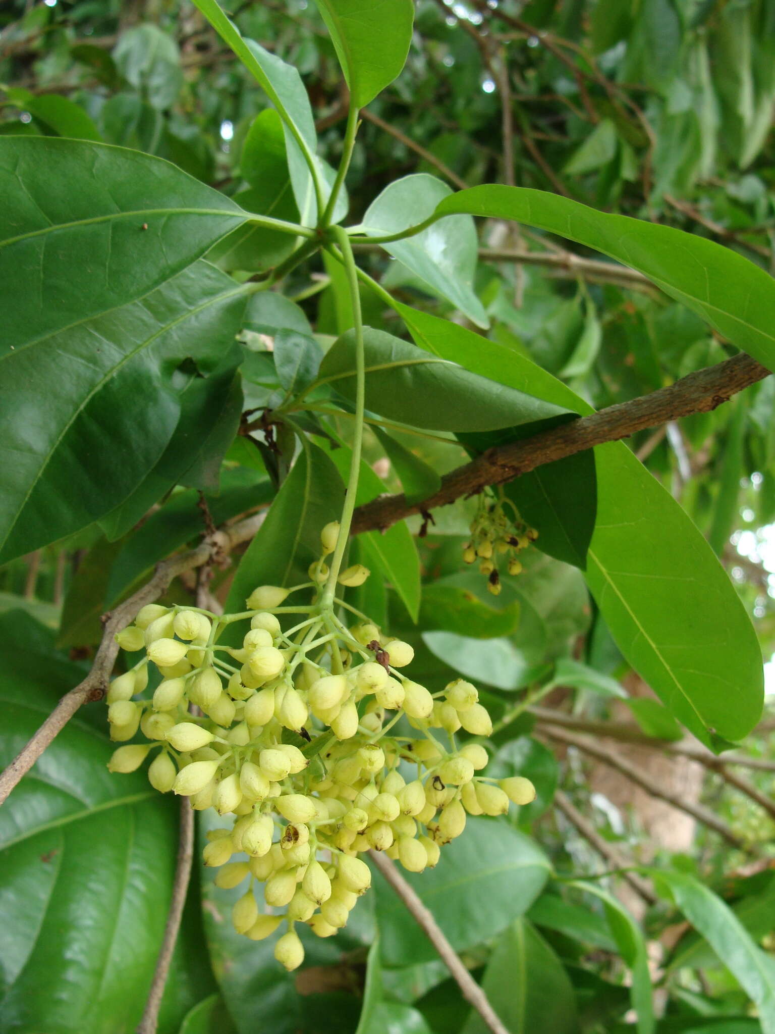 Image of Hamelia calycosa Donn. Sm.