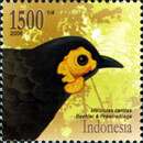 Image of Wattled Smoky Honeyeater