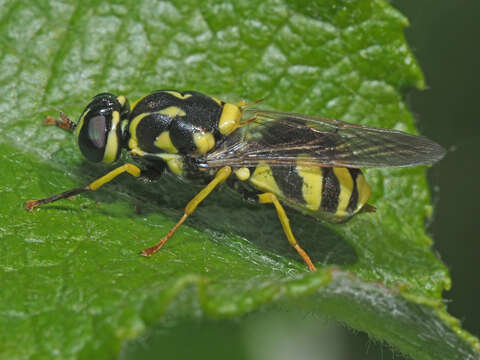 Image of Oxycera meigenii Staeger 1844