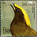 Image of Golden-fronted Bowerbird