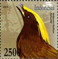 Image of Golden-fronted Bowerbird