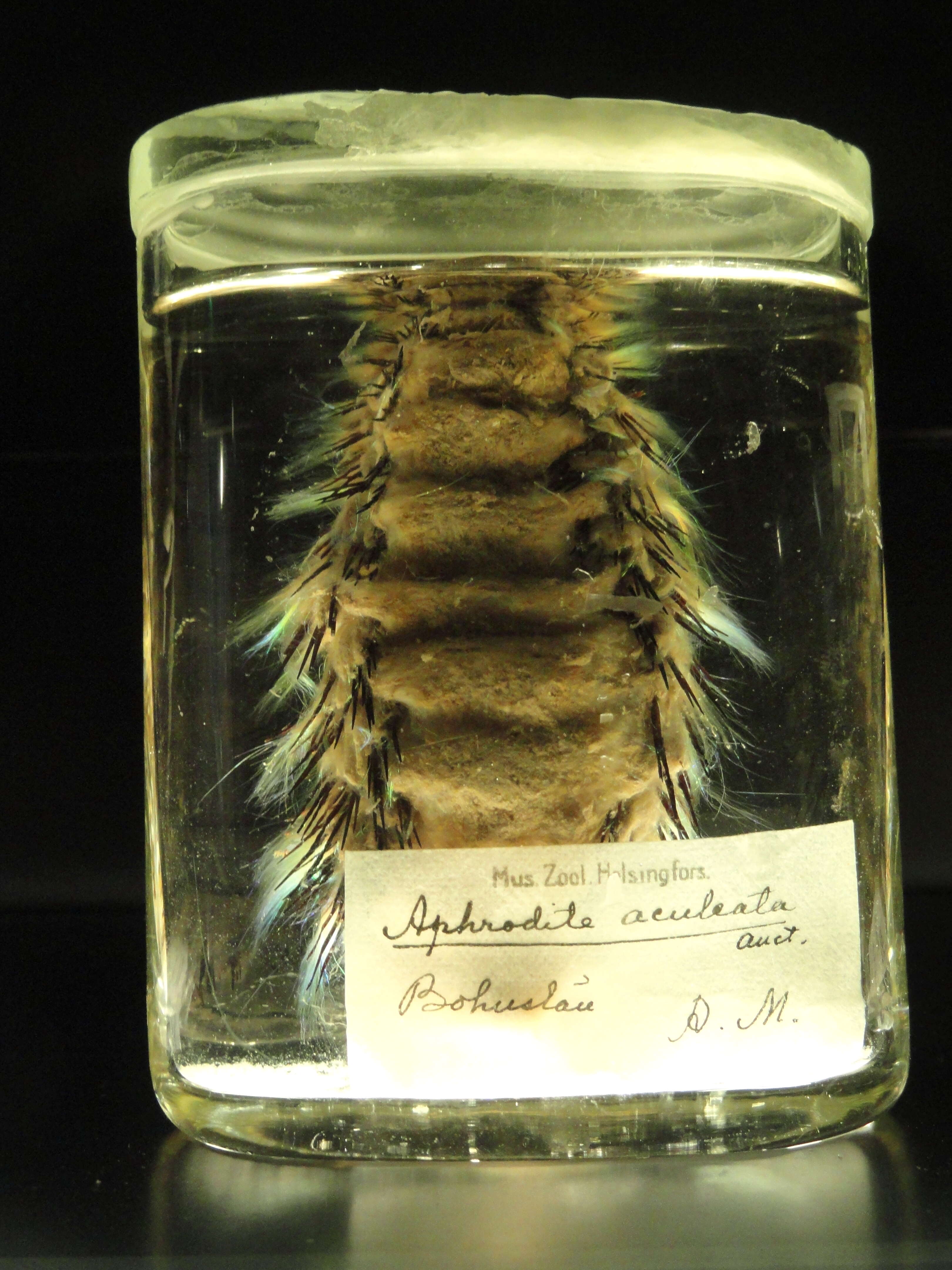 Image of Sea mouse