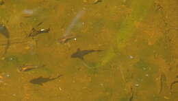 Image of bronze corydoras