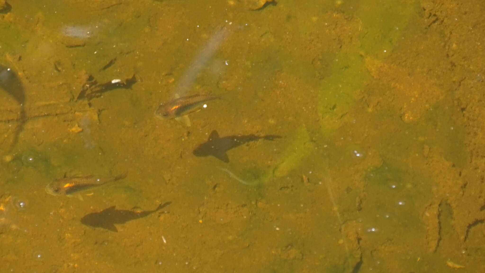 Image of bronze corydoras