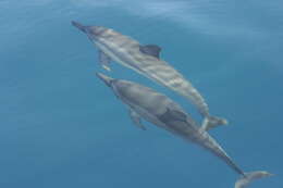 Image of Long-beaked Dolphin