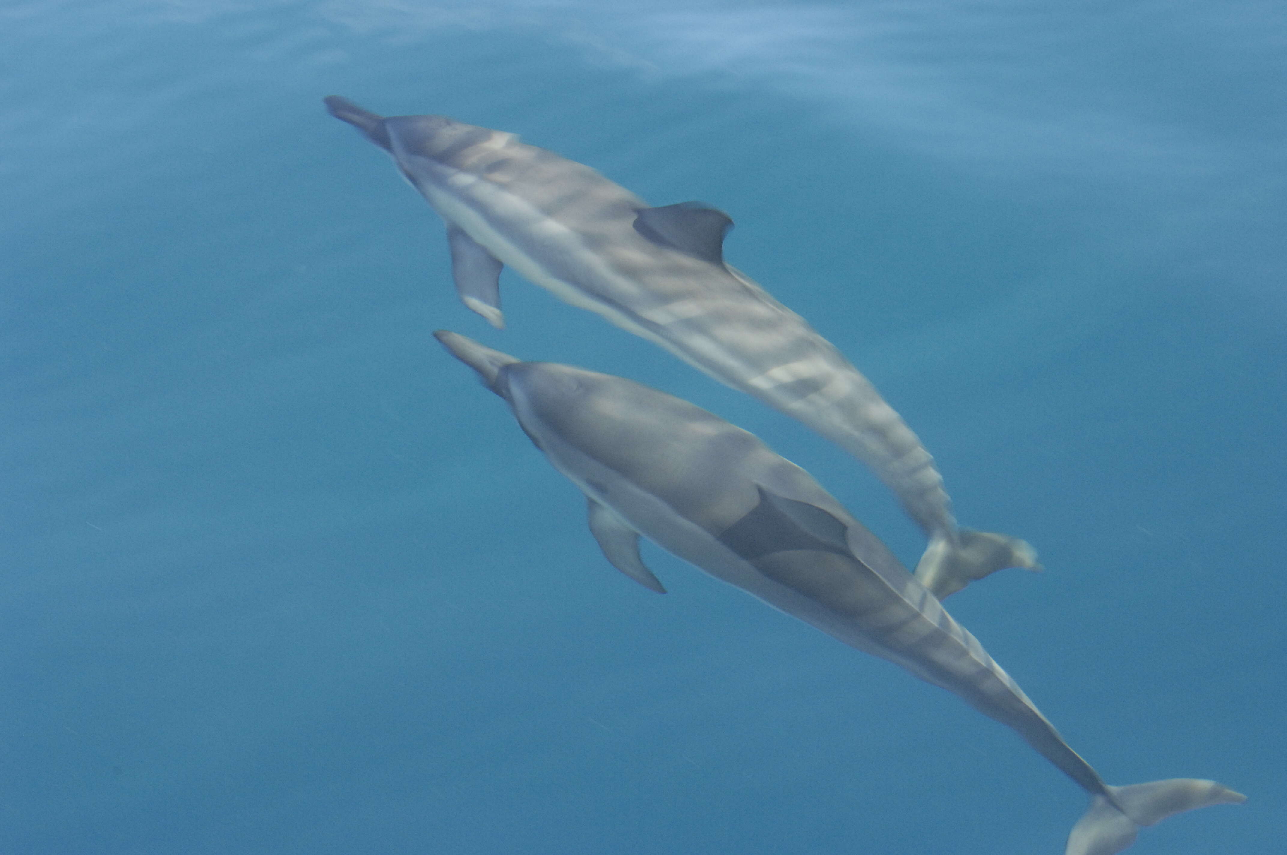 Image of Long-beaked Dolphin