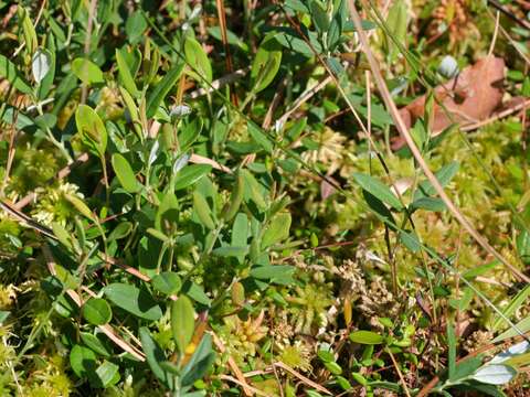 Image of bog rosemary