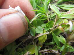 Image of Lobelia hederacea Cham.