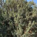 Sivun Searsia angustifolia (L.) F. A. Barkley kuva