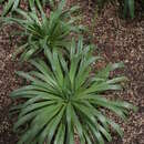 Image of St Helena Plantain