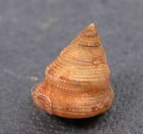 Слика од Calliostoma leanum (C. B. Adams 1852)