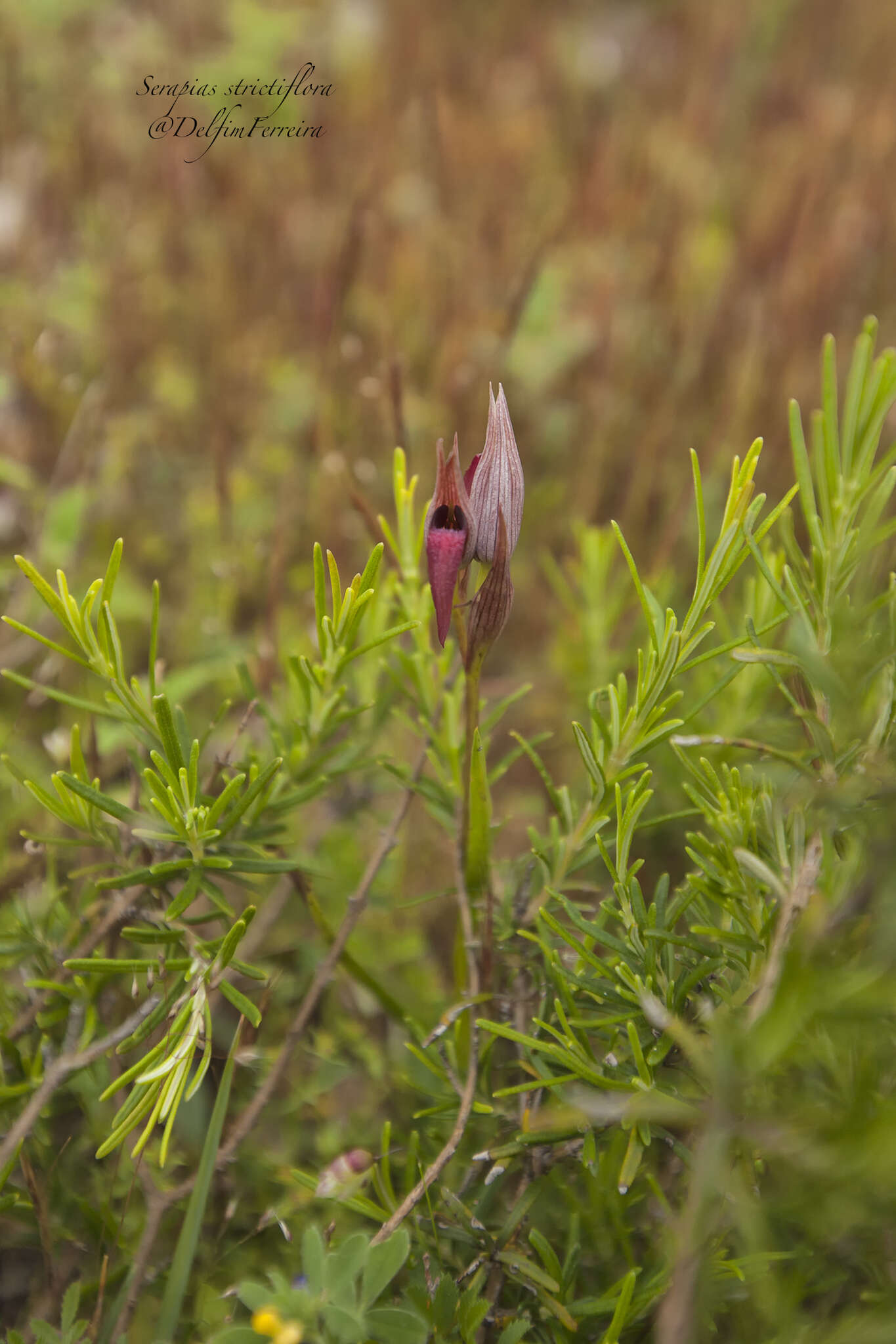 صورة Serapias strictiflora Welw. ex Veiga