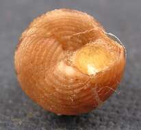 Слика од Calliostoma leanum (C. B. Adams 1852)