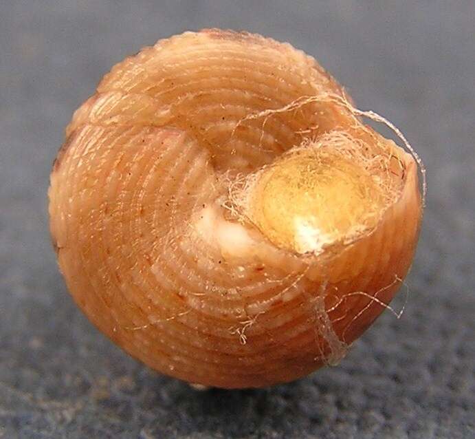 Слика од Calliostoma leanum (C. B. Adams 1852)