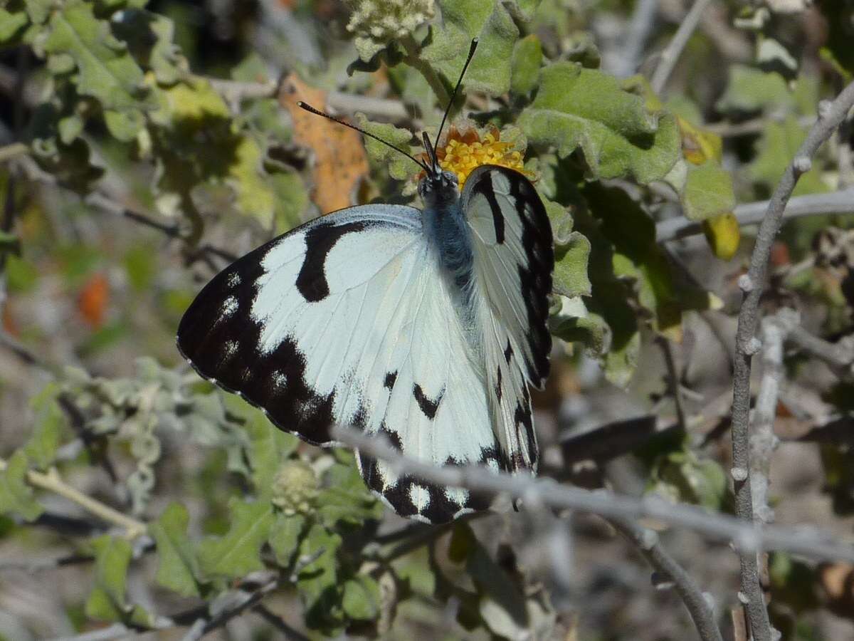 Image of Belenois gradidieri (Mabille 1878)