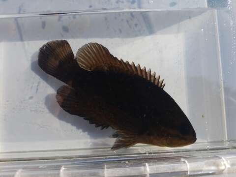 Image of Mud sunfishes