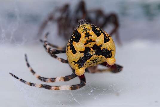 Image of Courtaraneus orientalis (Urquhart 1887)