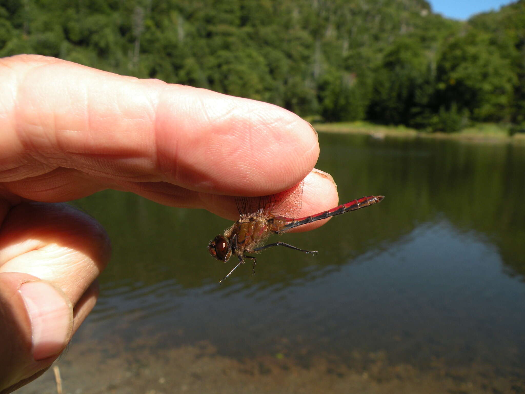 Image of Saffron-winged Meadowhawk