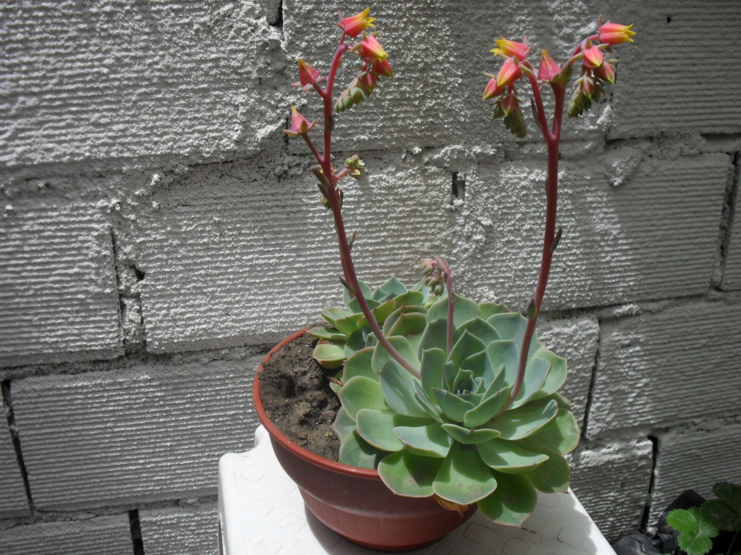 Image of Echeveria elegans Rose