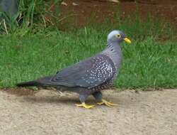 Image of African Olive Pigeon