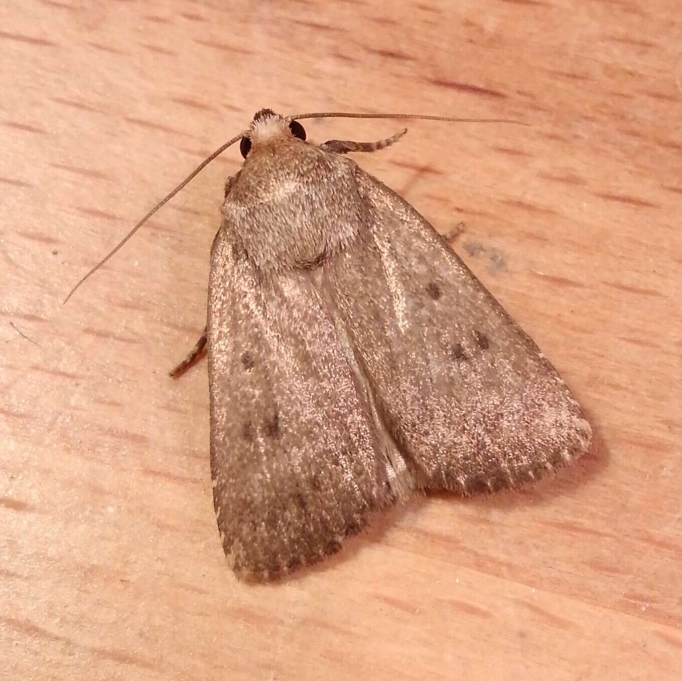 Image of mouse moth